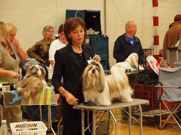 Shih Tzu Danmark